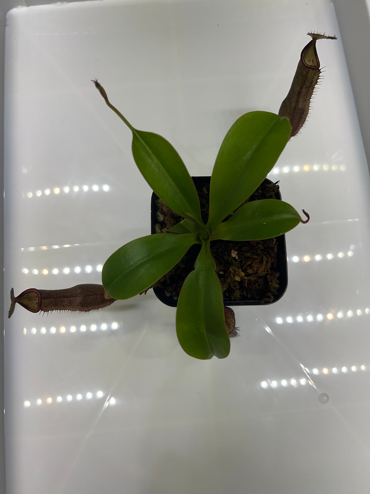 Nepenthes ramispina x robcantleyi BE-3939