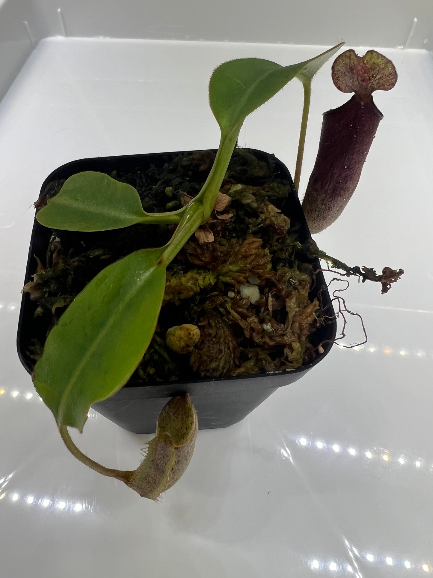 Nepenthes burbidgeae x robcantleyi BE-3577