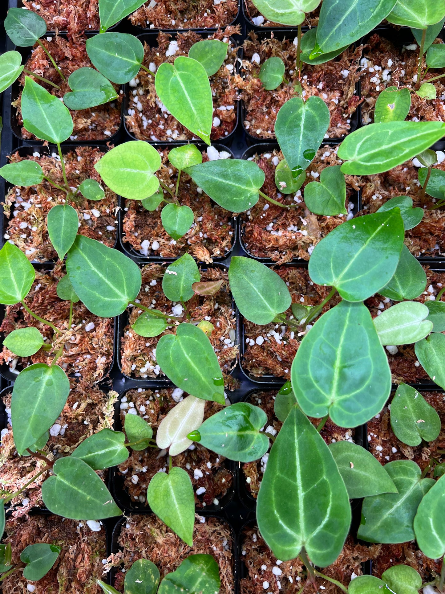 Anthurium magnificum (seed-grown)