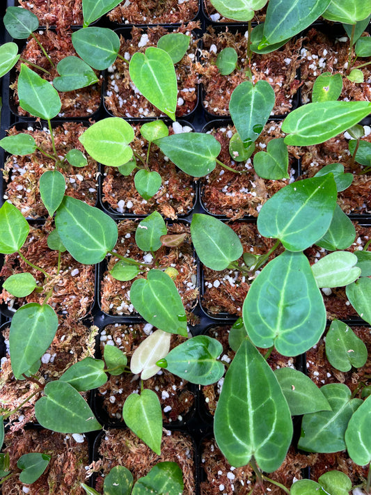 Anthurium magnificum (seed-grown)