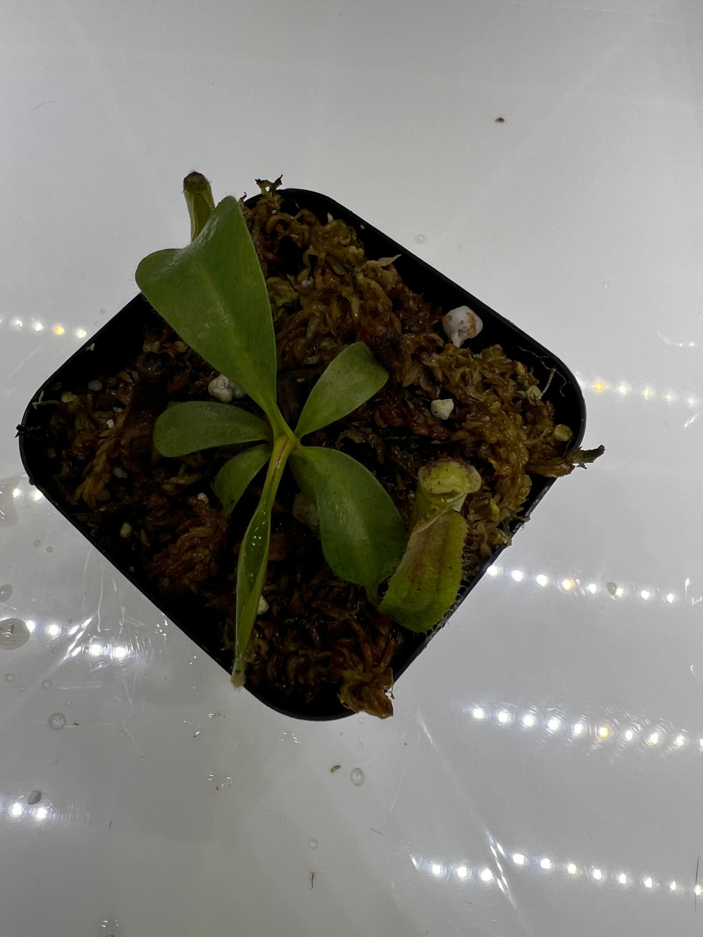 Nepenthes (Marpesa x clipeata) x (maxima x veitchii highland)