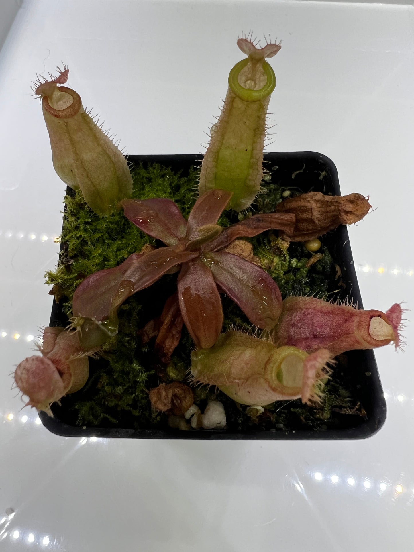 Nepenthes [(Viking x ampullaria) x ampullaria] x ampullaria fade EP select