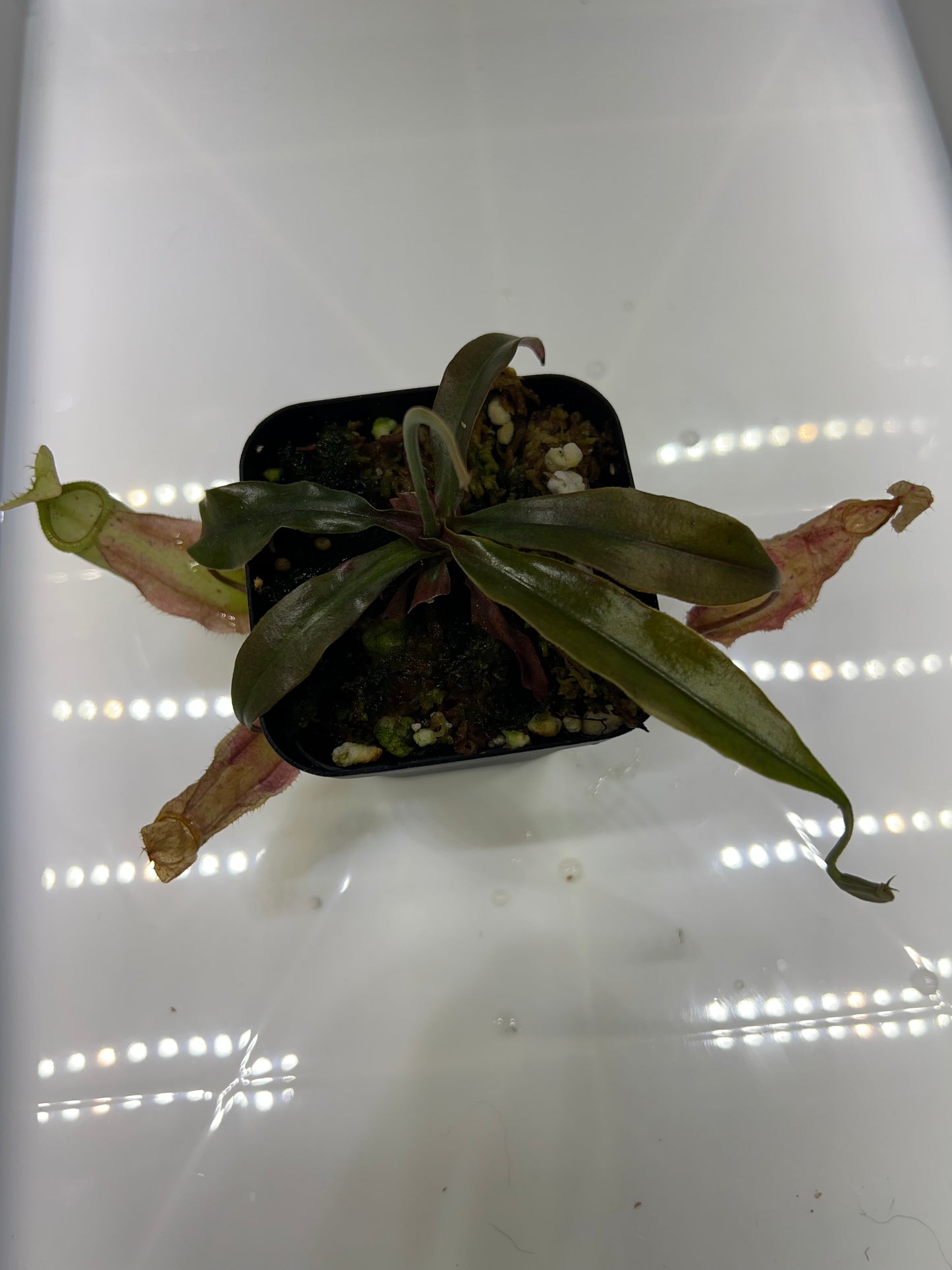 Nepenthes rafflesiana (Brunei) BE-3141