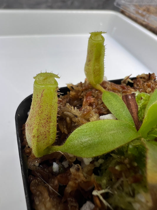 Nepenthes (veitchii "Big Mama" × platychila) x {[(lowii x veitchii) x boschiana] × burbidgeae}