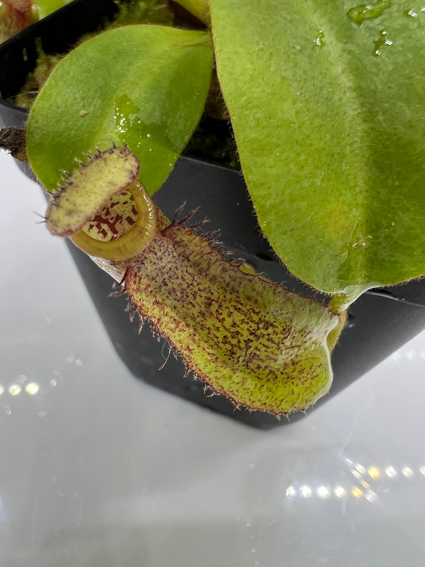 Nepenthes maxima X x (Song of Melancholy x clipeata)