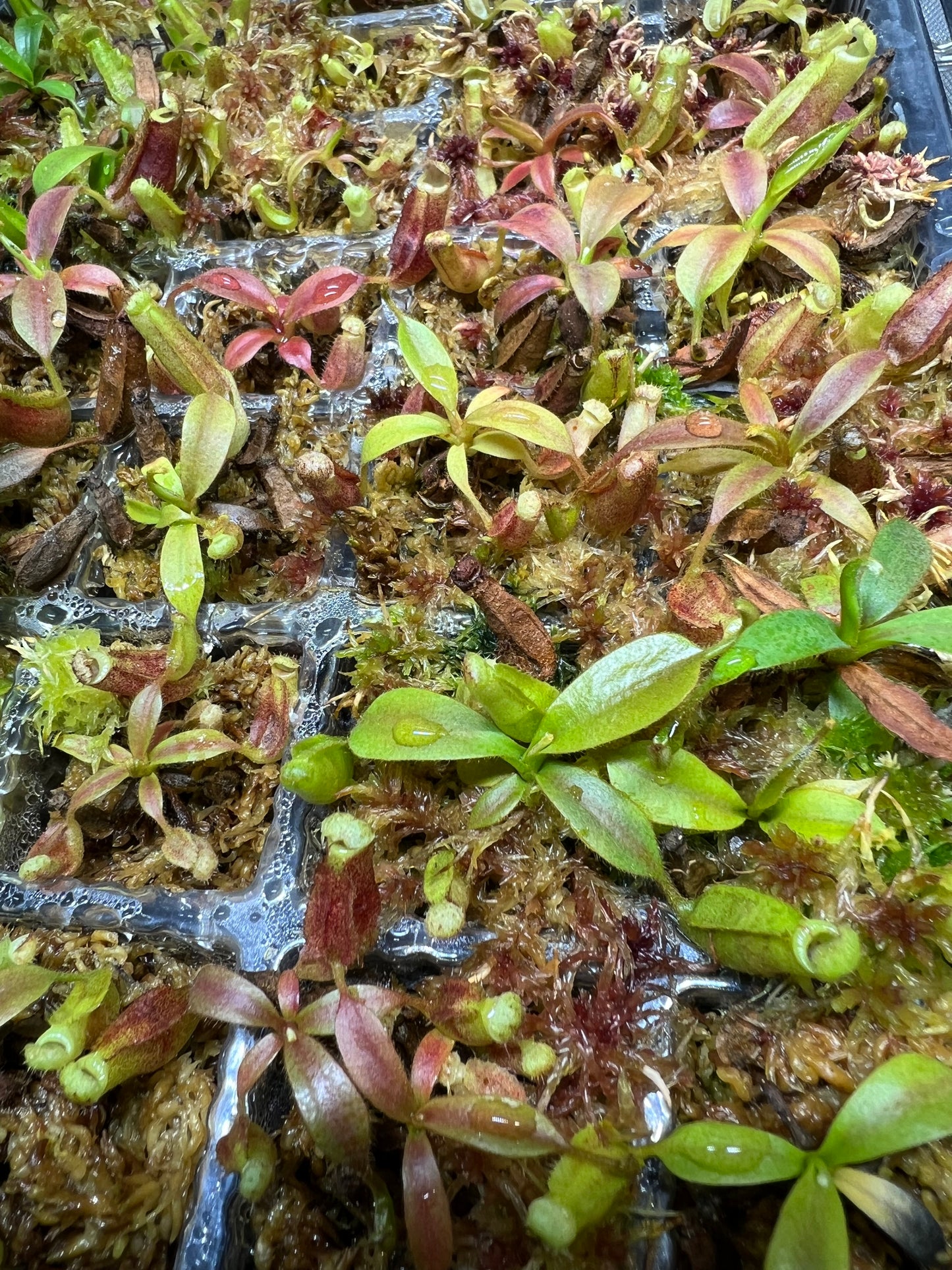 Nepenthes (veitchii "Big Mama" × platychila) x {[(lowii x veitchii) x boschiana] × burbidgeae}