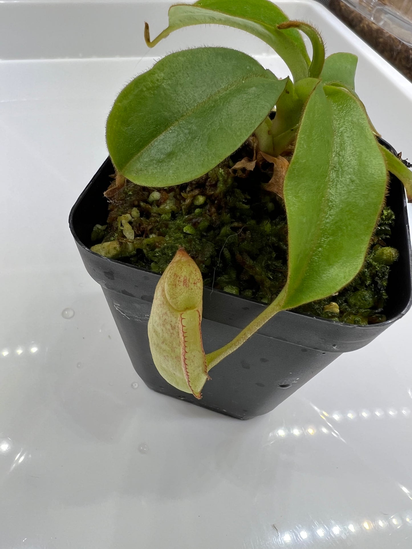 Nepenthes spectabilis x veitchii BE-3664