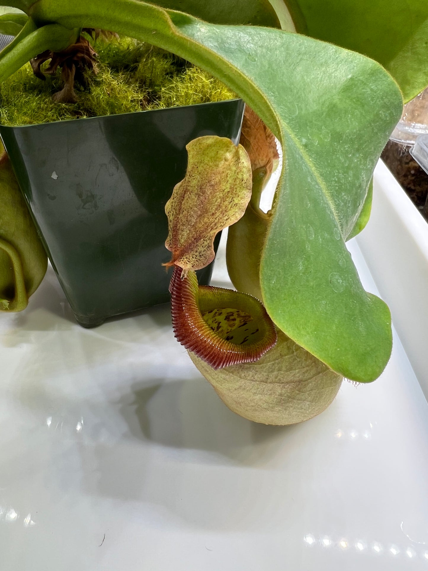 Nepenthes robcantleyi x veitchii BE-3933