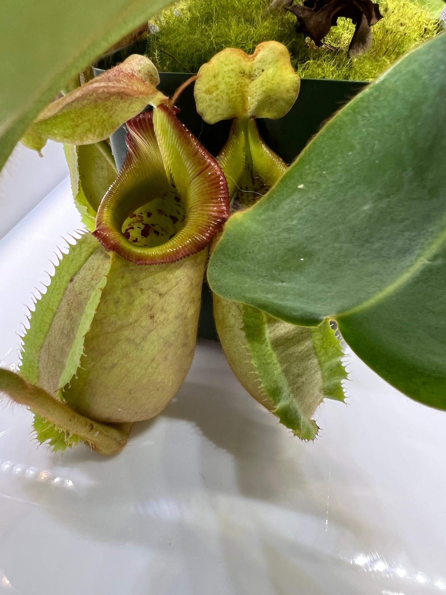 Nepenthes robcantleyi x veitchii BE-3933