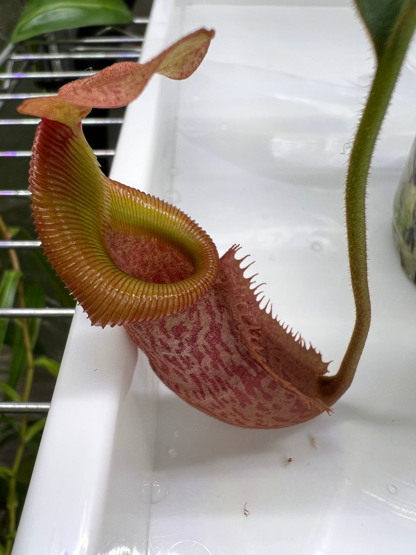 Nepenthes veitchii x (burbidgeae x edwardsiana) BE-4053