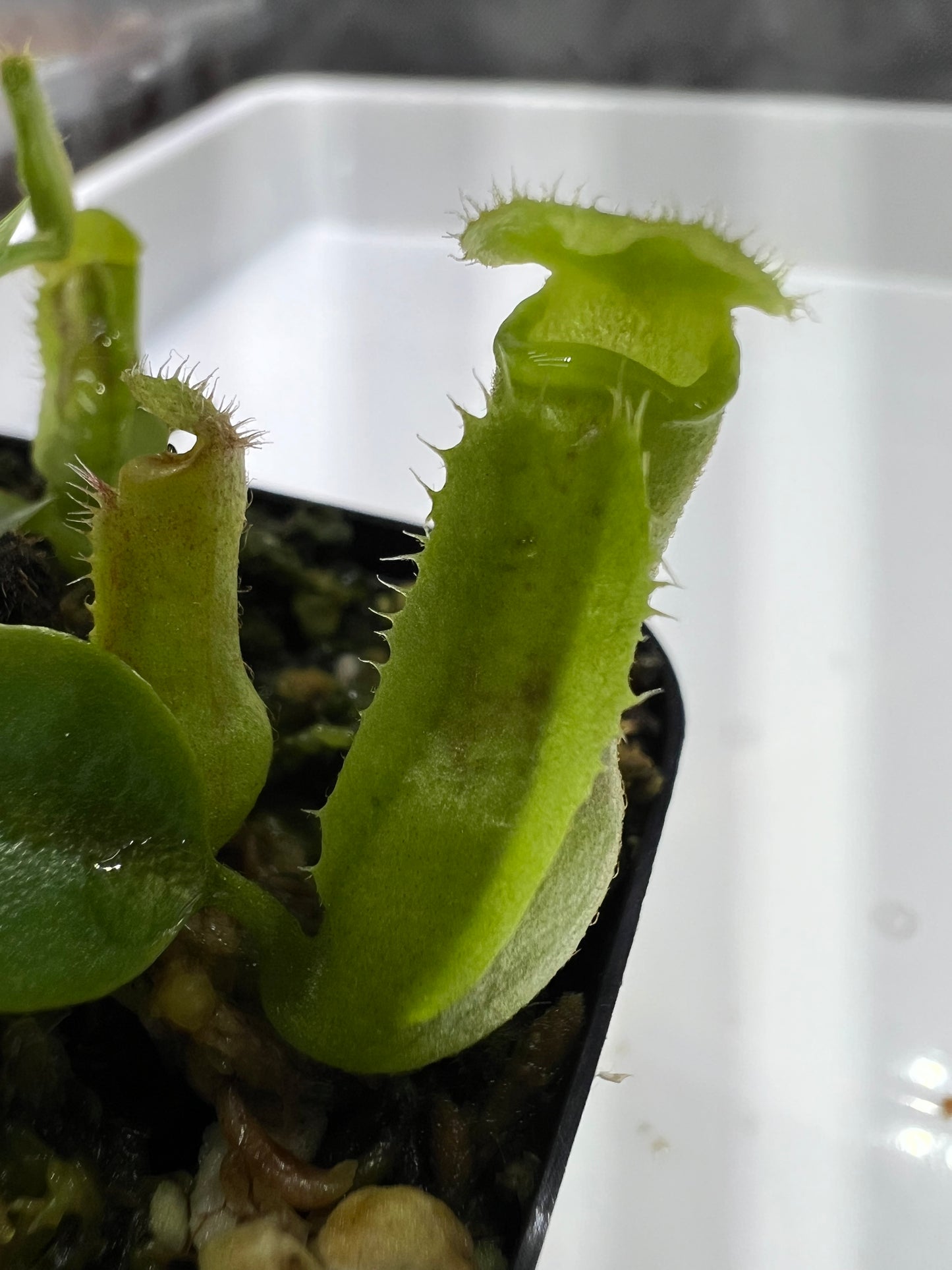 Nepenthes (truncata x campanulata) × [(Rokko x boschiana) × veitchii "Orange Fade"]