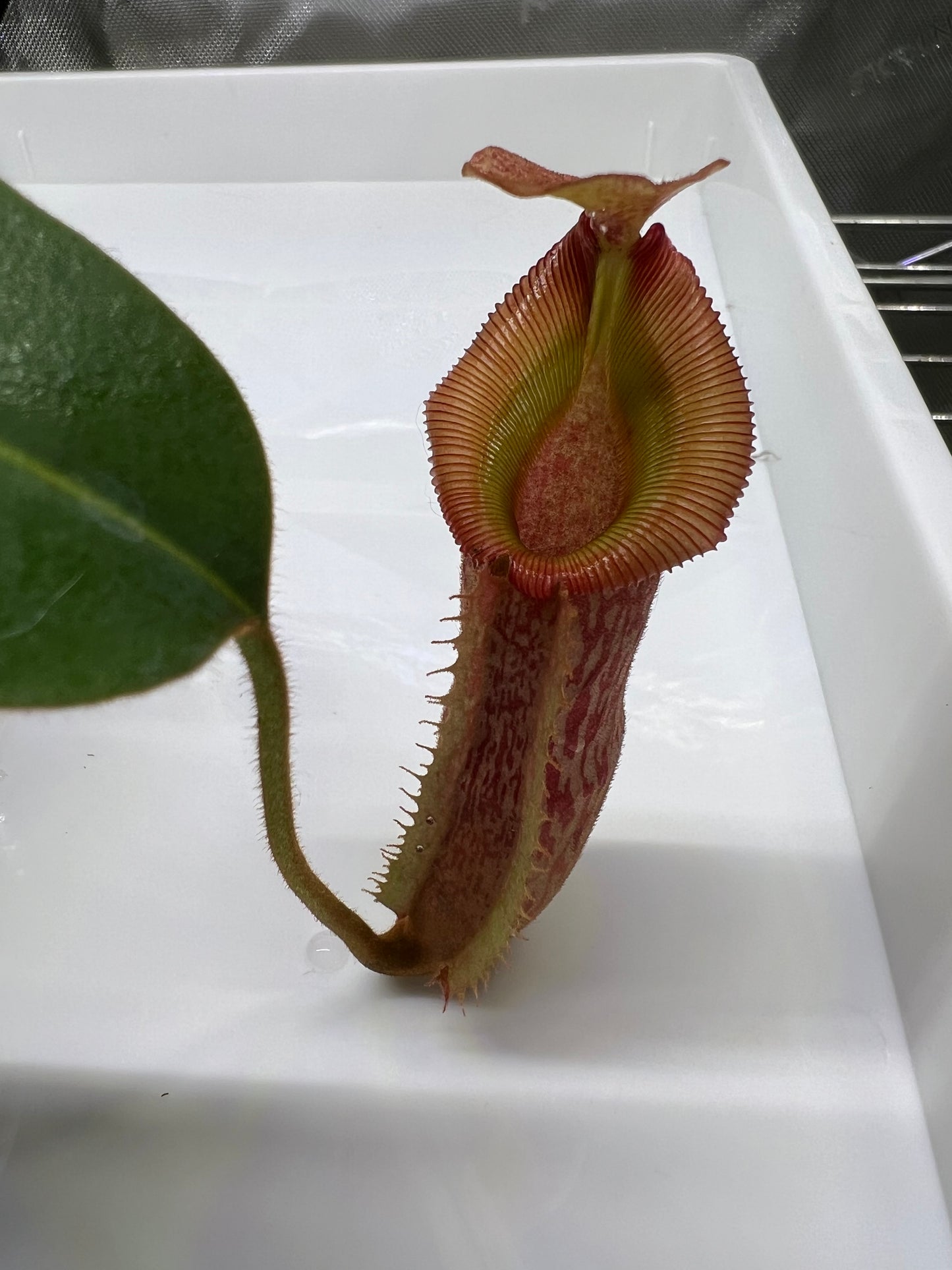 Nepenthes veitchii x (burbidgeae x edwardsiana) BE-4053