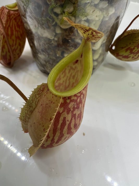 Nepenthes glabrata x veitchii BE-4563