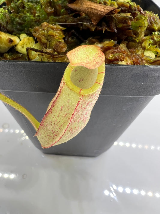 Nepenthes spectabilis x veitchii BE-3664