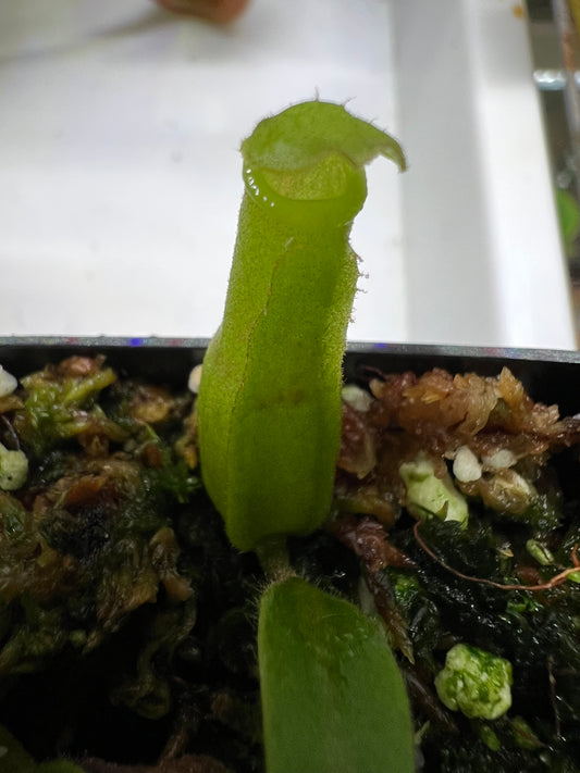 Nepenthes veitchii Kelabit Highlands × {Song of Melancholy × [(lowii x veitchii) x boschiana]}