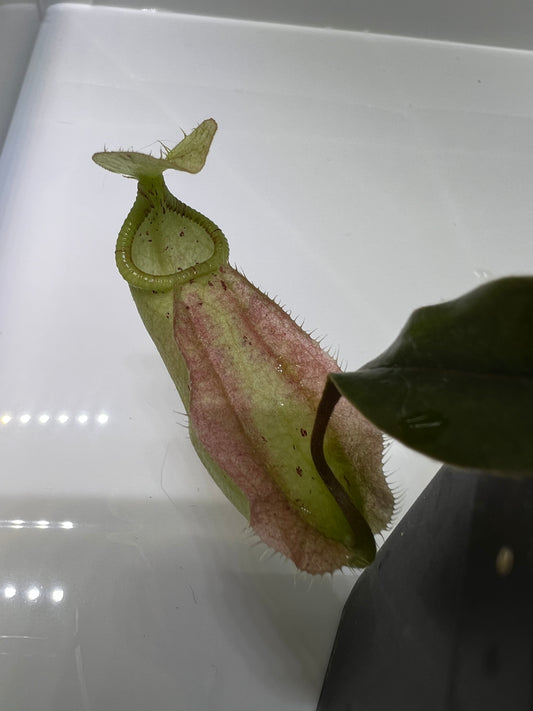 Nepenthes rafflesiana (Brunei) BE-3141