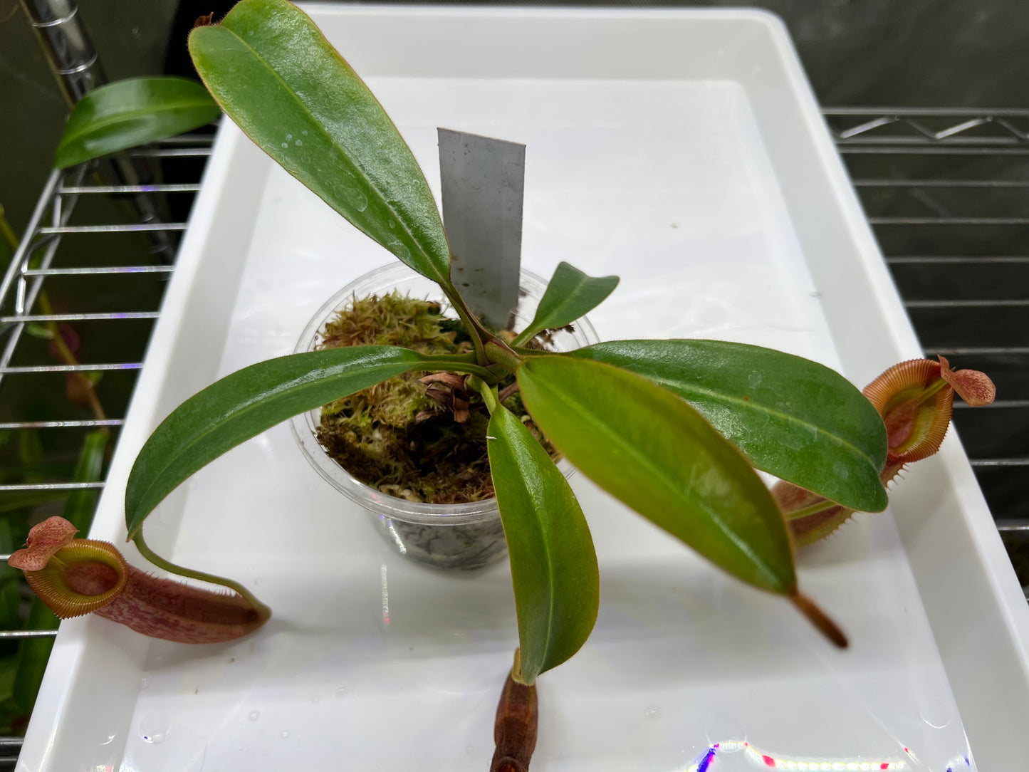 Nepenthes veitchii x (burbidgeae x edwardsiana) BE-4053