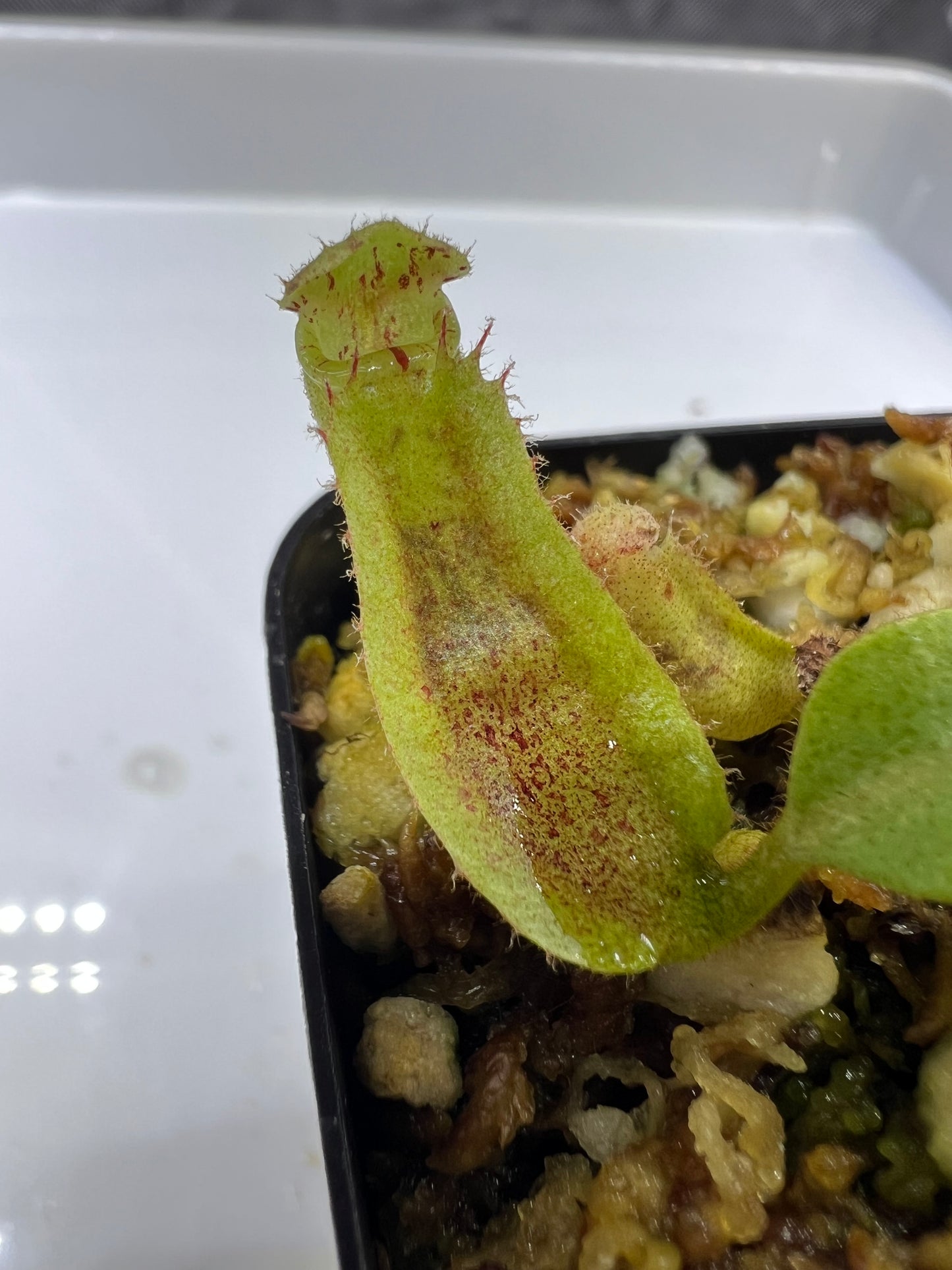 Nepenthes (Splendid Diana x platychila) × veitchii (Murud × Candy)