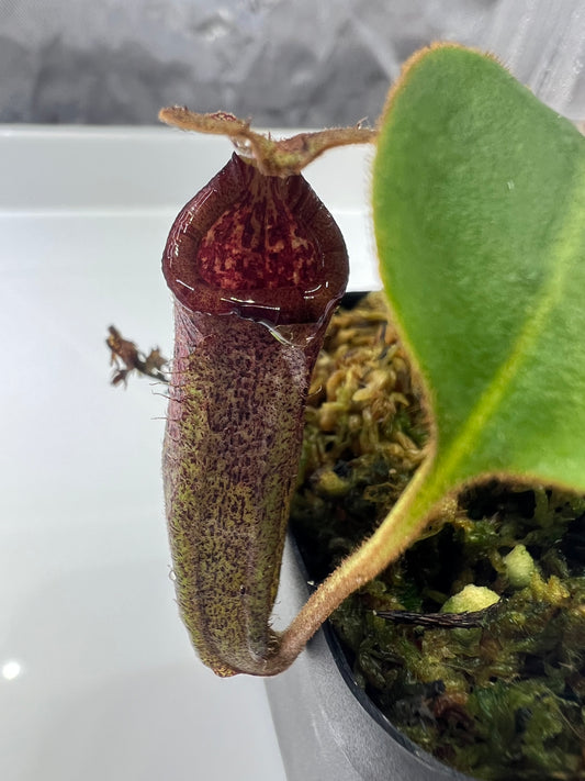 Nepenthes burbidgeae x robcantleyi BE-3577