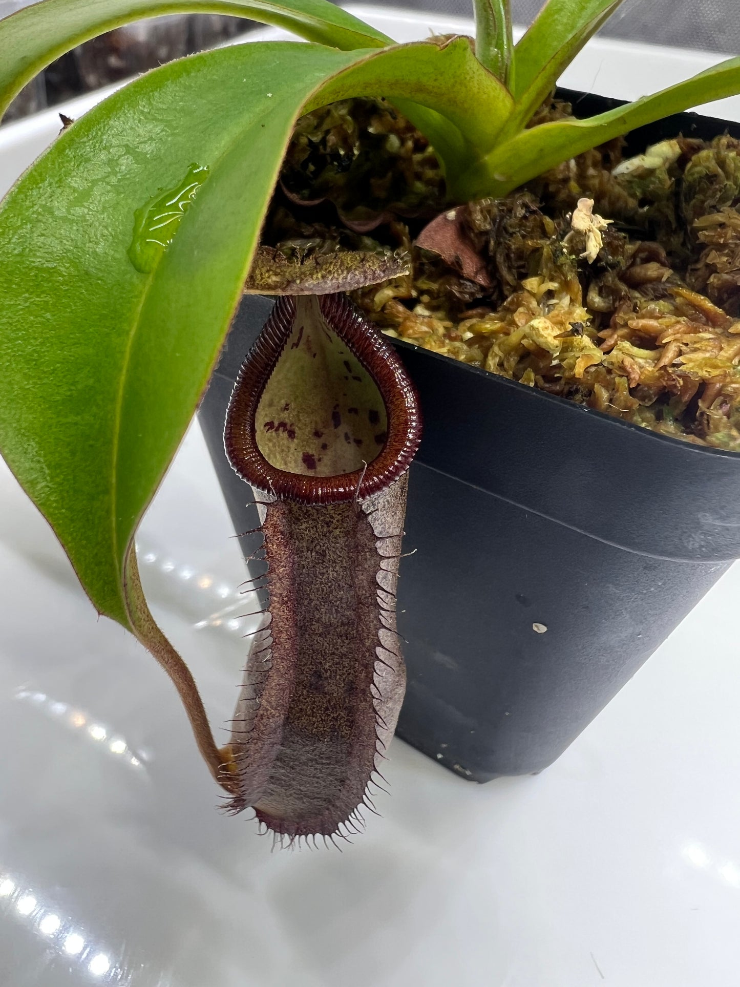 Nepenthes ramispina x robcantleyi BE-3939