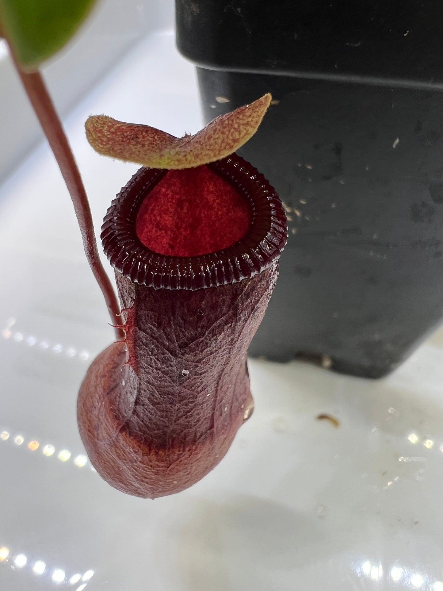 Nepenthes ventricosa JB x (sibuyanensis x ventricosa) BE, CAR-0322