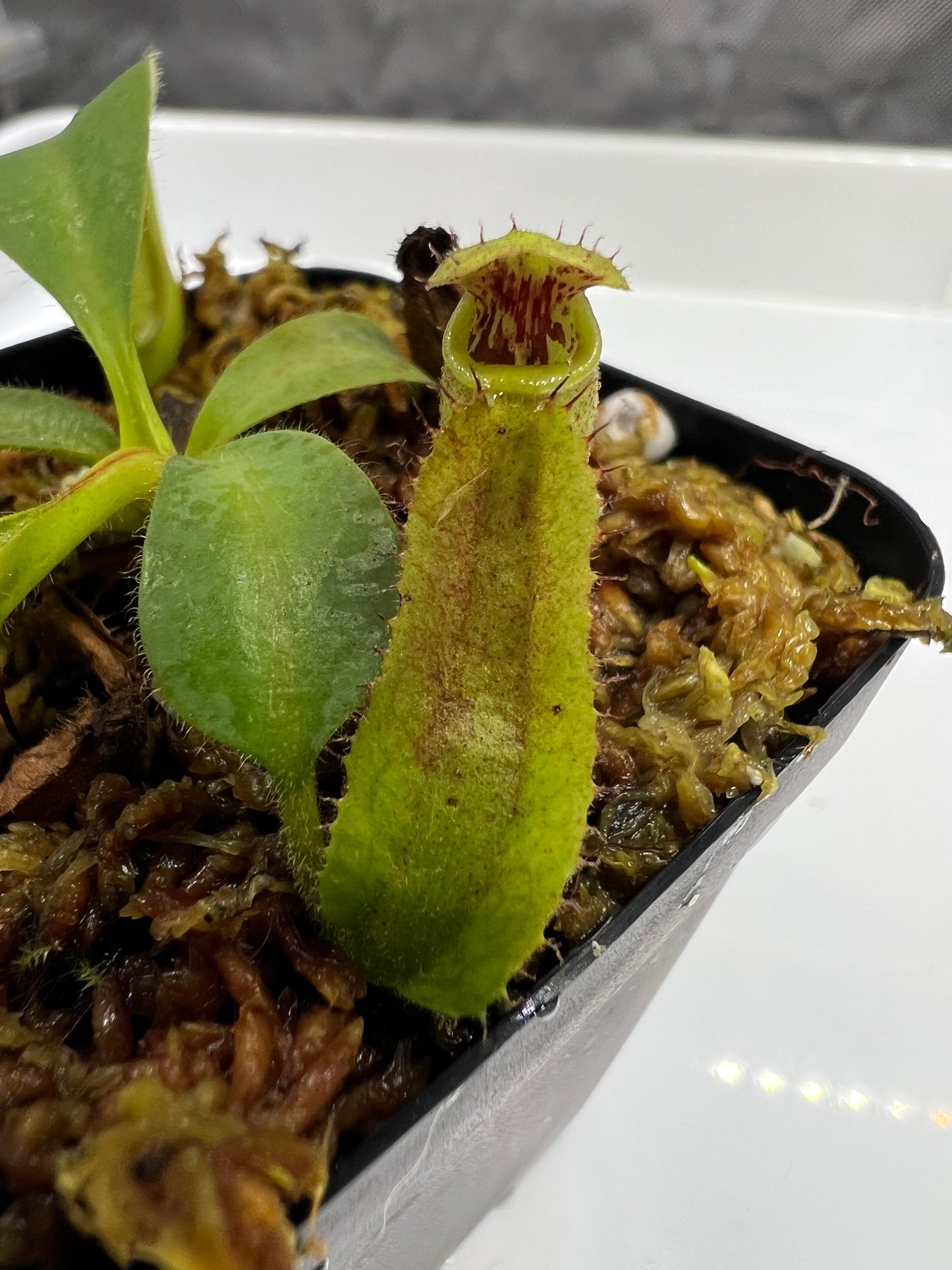 Nepenthes (Marpesa x clipeata) x (maxima x veitchii highland)