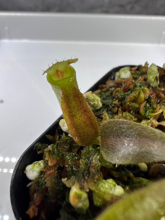 Nepenthes veitchii Kelabit Highlands × {Song of Melancholy × [(lowii x veitchii) x boschiana]}