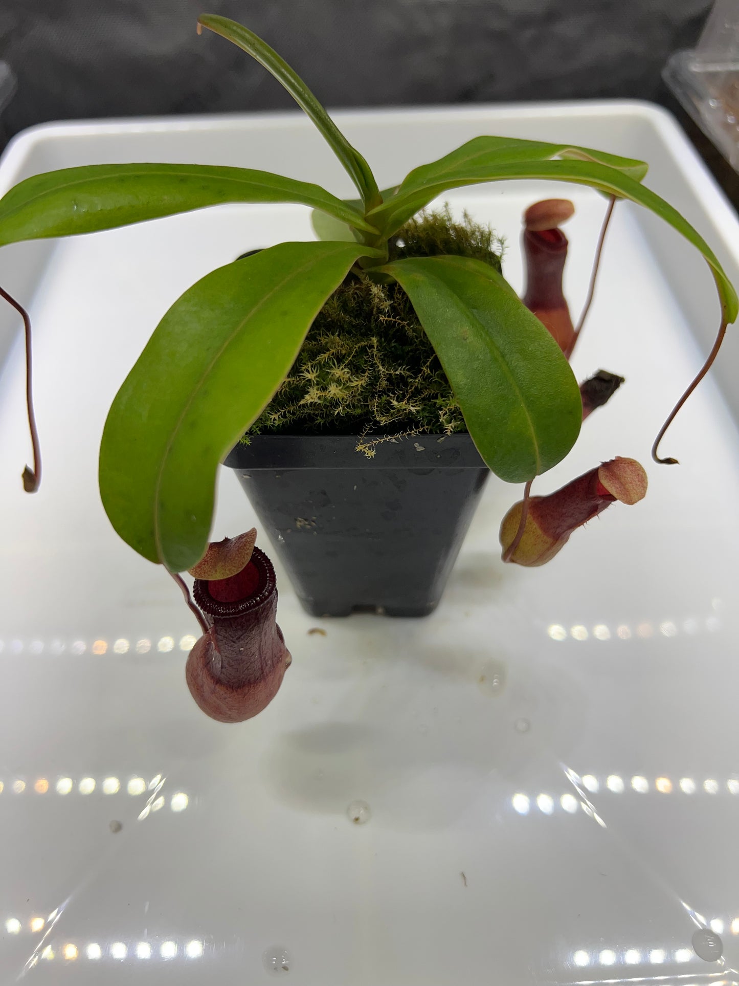 Nepenthes ventricosa JB x (sibuyanensis x ventricosa) BE, CAR-0322