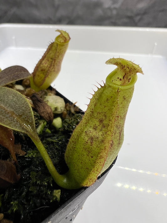 Nepenthes eymae x [(Rokko x boschiana) × veitchii "Orange Fade"]