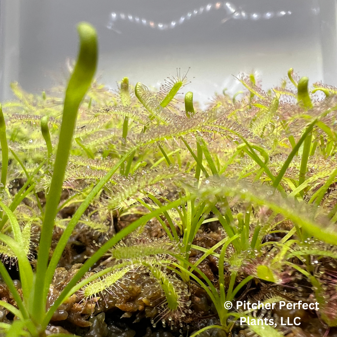 Cape Sundew (Drosera Capensis), White form, Seed-grown