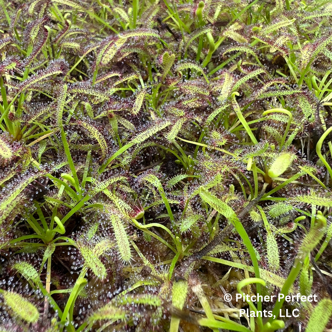 Cape Sundew (Drosera Capensis), Seed-grown