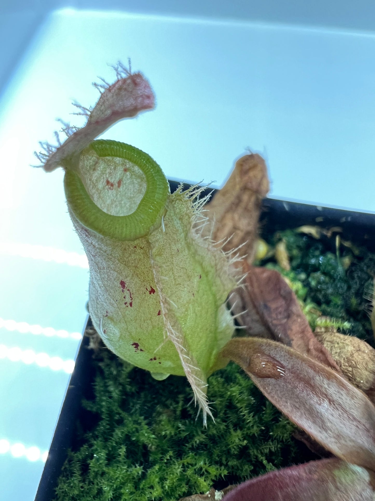 Nepenthes [(Viking x ampullaria) x ampullaria] x ampullaria fade EP select