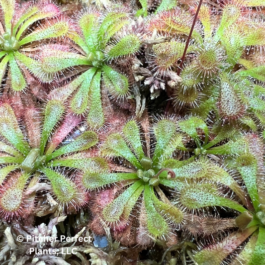 Spoon-Leaf Sundew (Drosera spatulata) - Sydney, Australia, Seed-grown