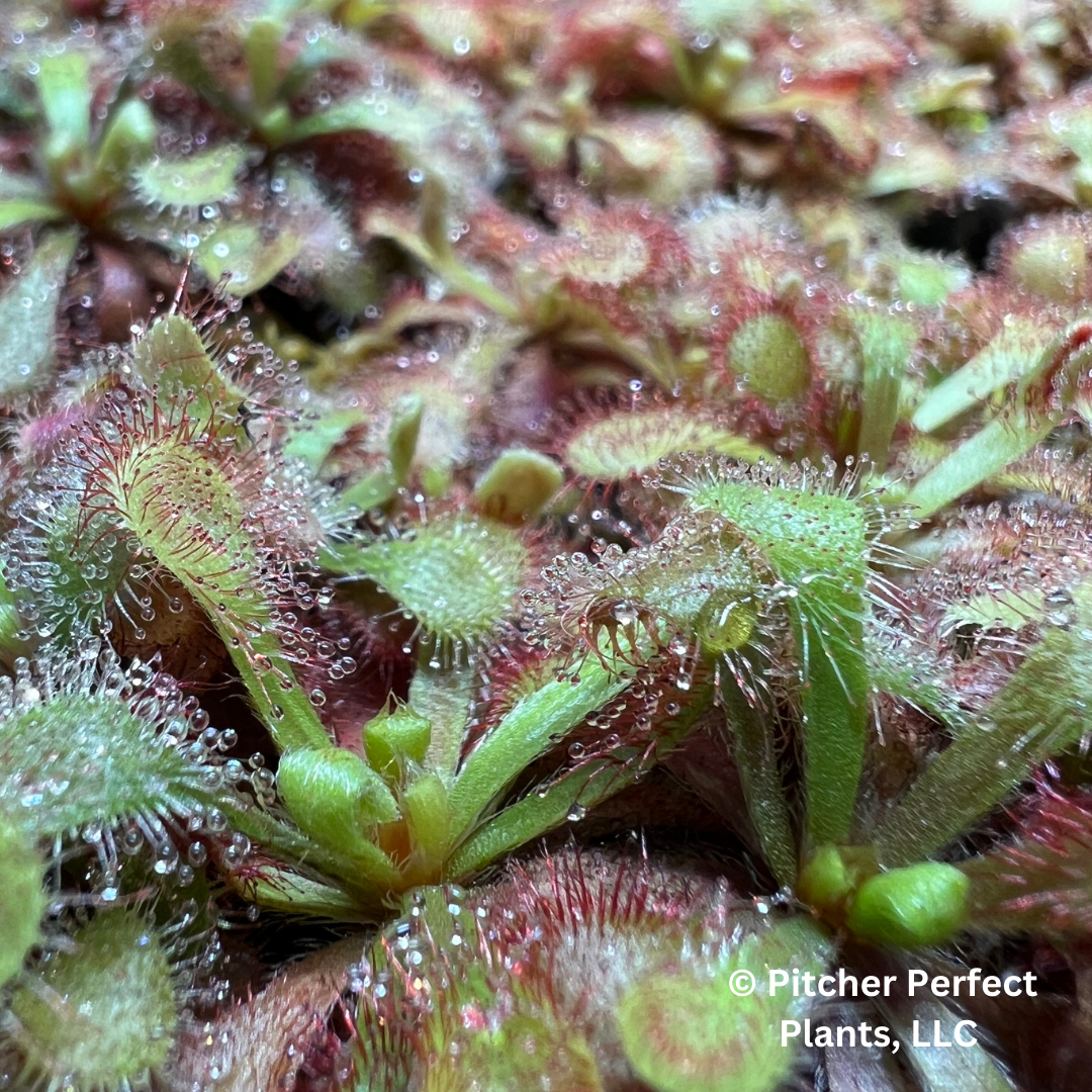 Drosera venusta, Seed-grown