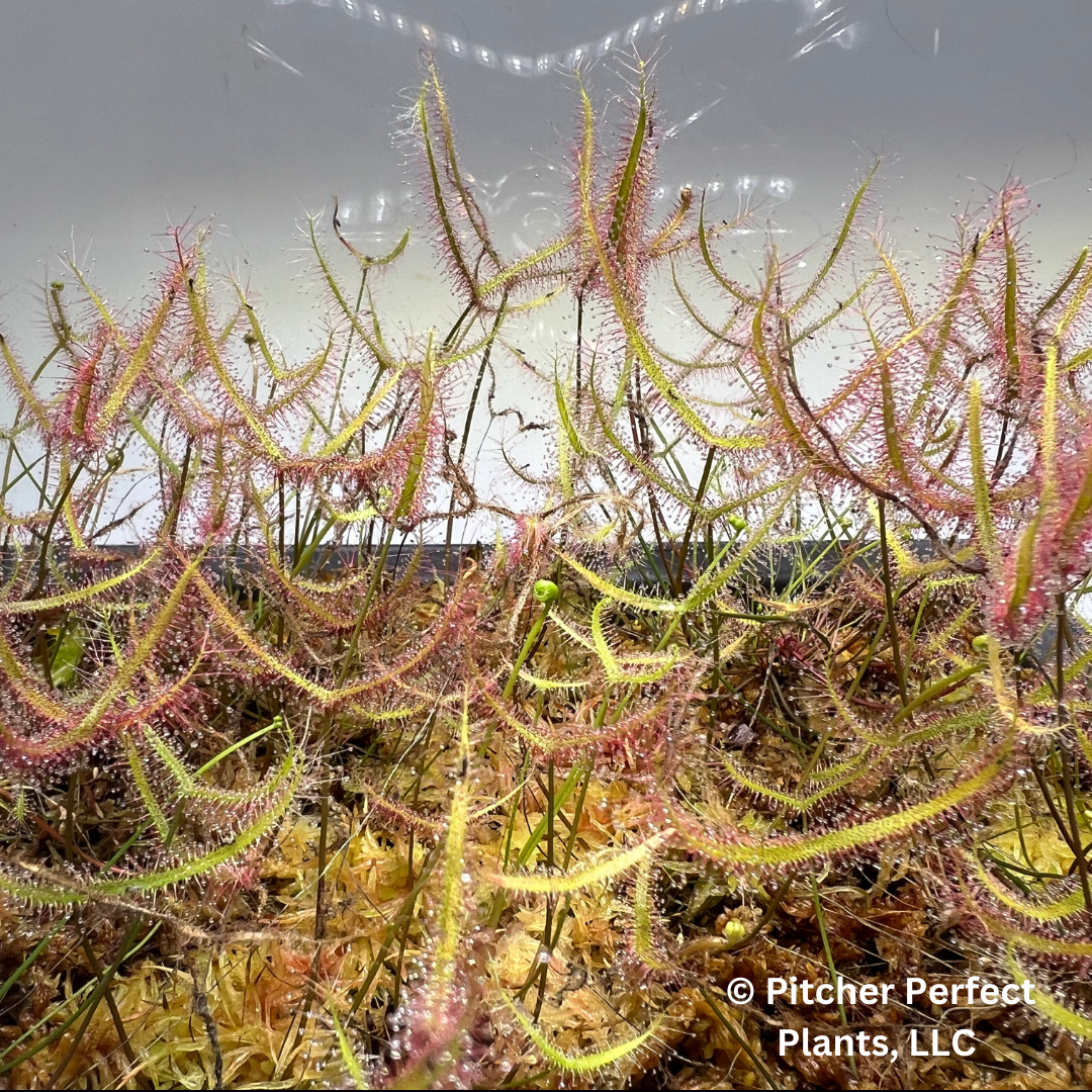 Drosera binata, dwarf red form (semi-troical), Seed-grown