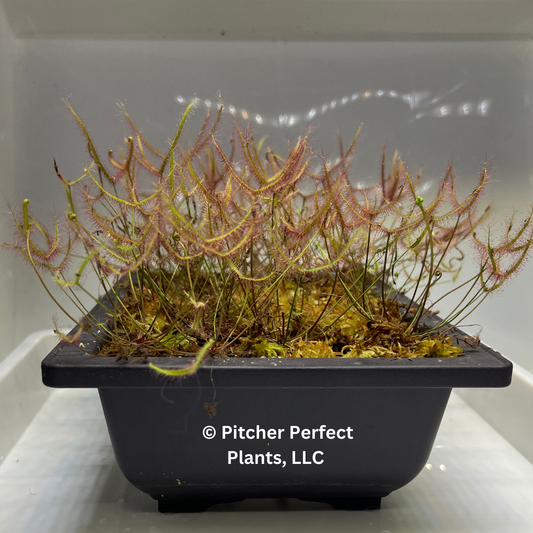 Drosera binata, dwarf red form (semi-troical), Seed-grown