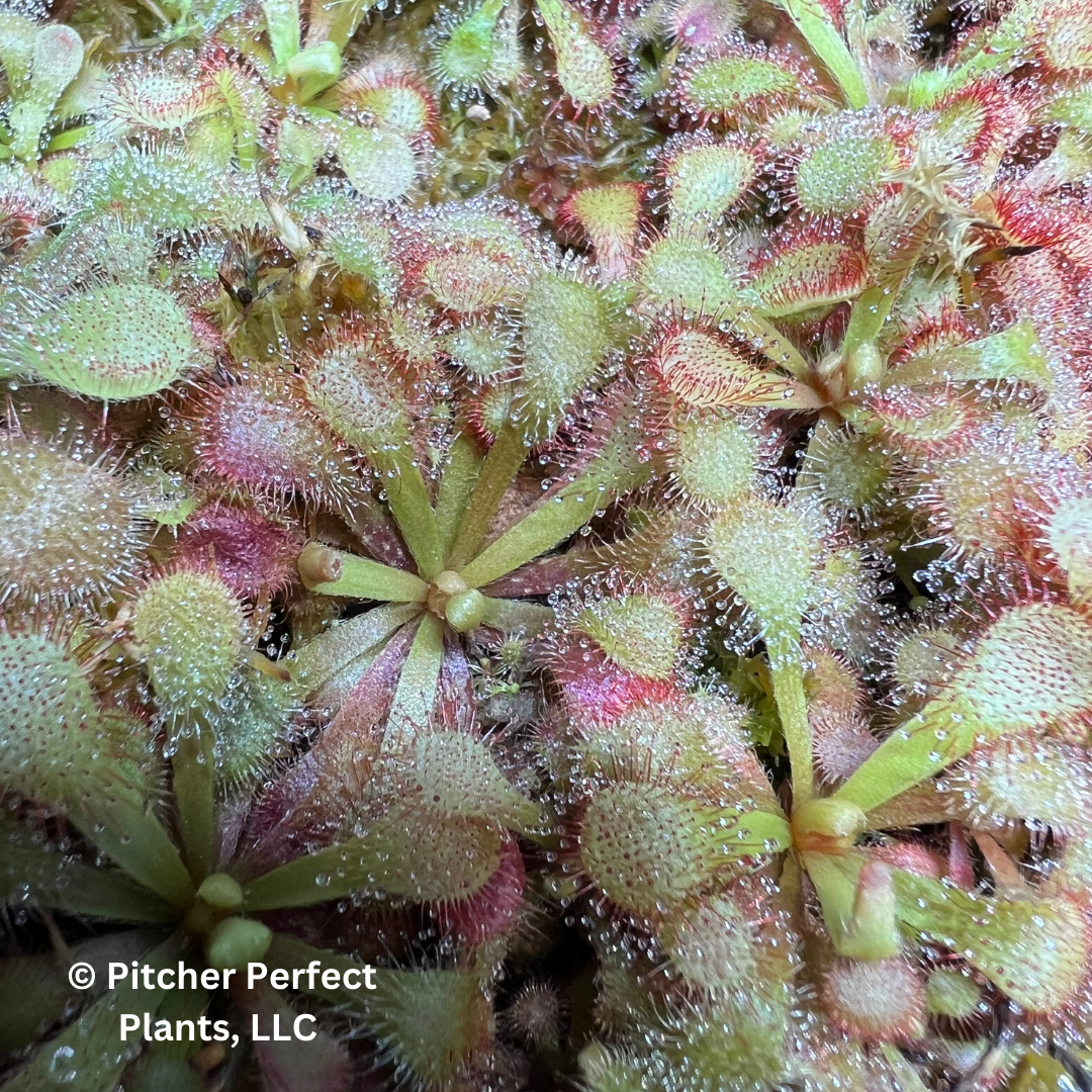 Drosera venusta, Seed-grown