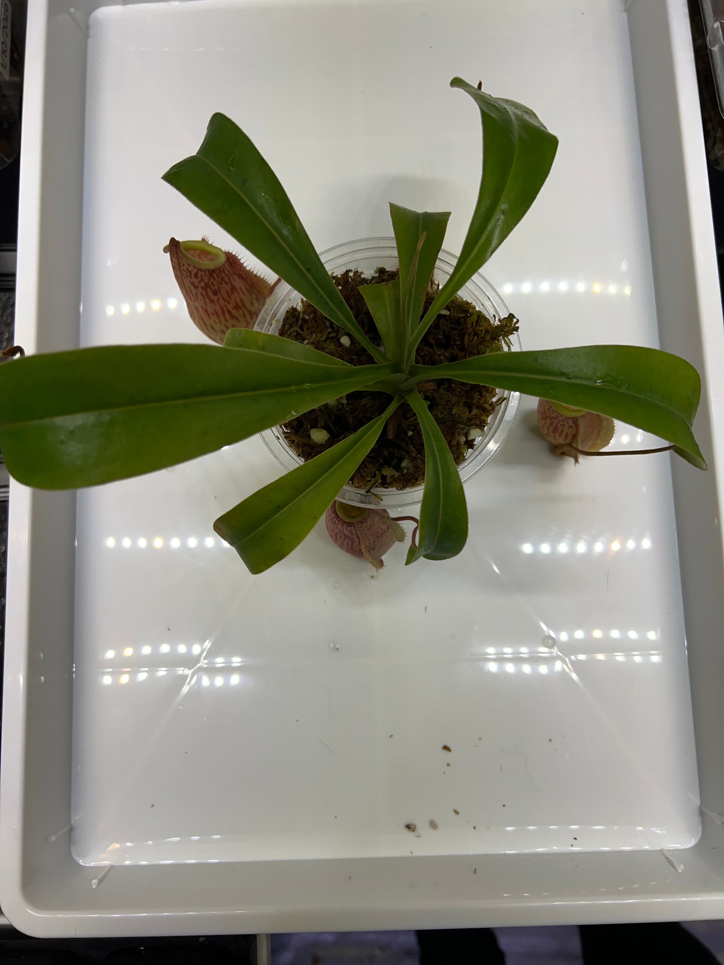 Nepenthes glabrata x veitchii BE-4563