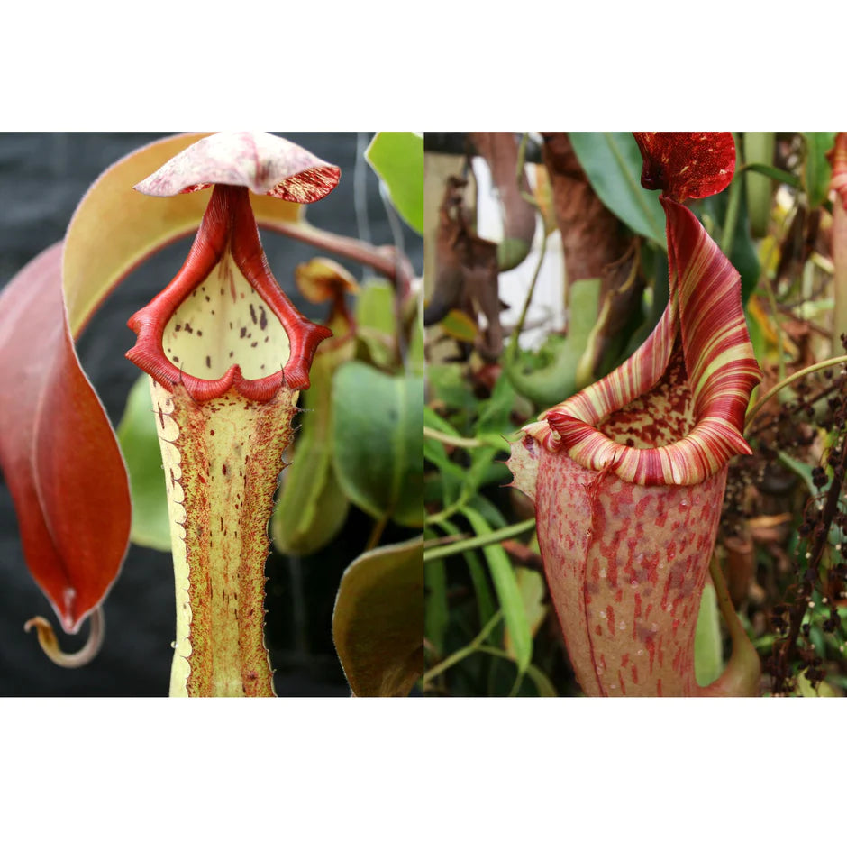 Nepenthes (Marpesa x clipeata) x (maxima x veitchii highland) - Pitcher Perfect Plants