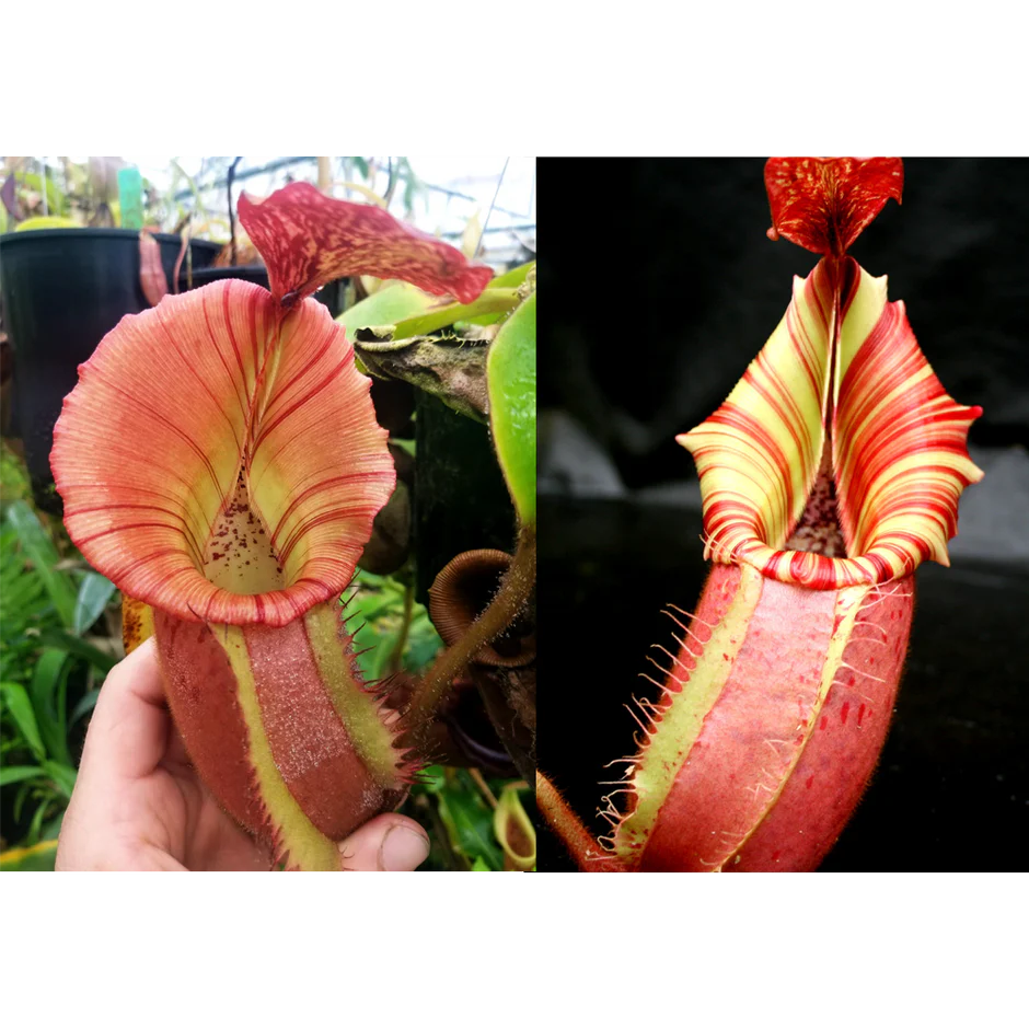 Nepenthes {[(Rokko x boschiana) x veitchii] x veitchii (m)} pink x veitchii 'Candy Dreams'