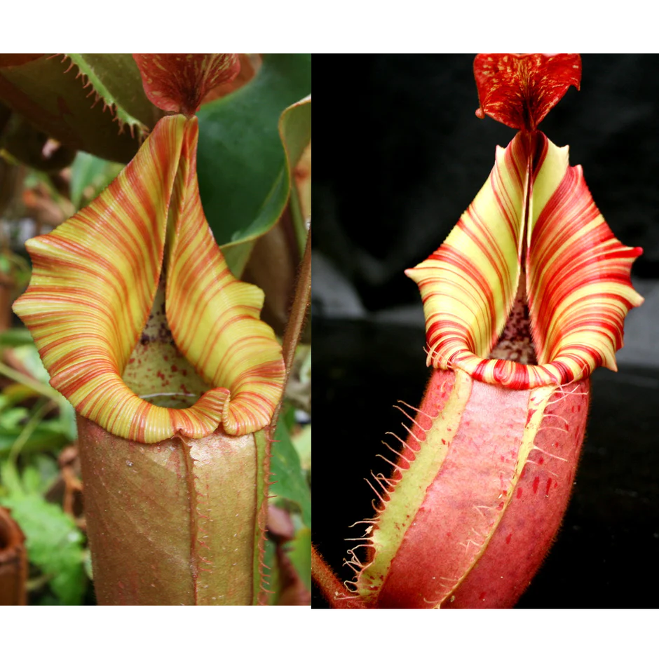 Nepenthes (Song of Melancholy x veitchii) #6 x veitchii "Candy Dreams" - Pitcher Perfect Plants