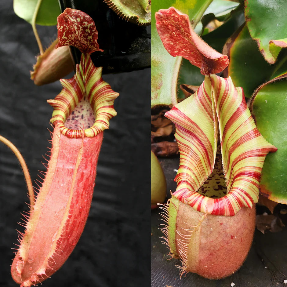 Nepenthes [(Song of Melancholy x veitchii) x veitchii "L15"] x veitchii "Candy Dreams" - Pitcher Perfect Plants