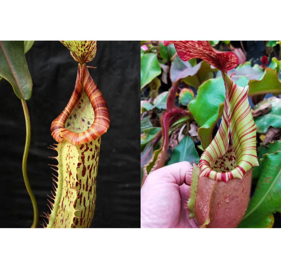 Nepenthes (Splendid Diana x platychila) × veitchii (Murud × Candy) - Striped - Pitcher Perfect Plants