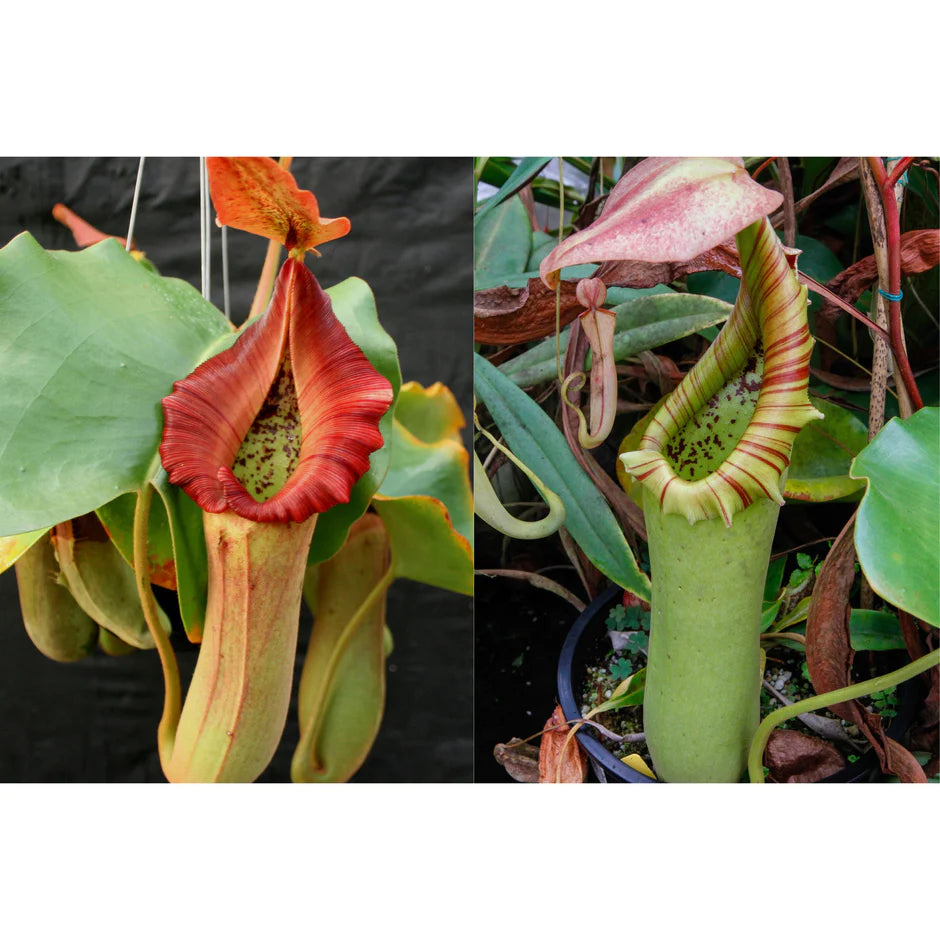 Nepenthes [truncata (d) × Pasian Red] × truncata JB - Pitcher Perfect Plants