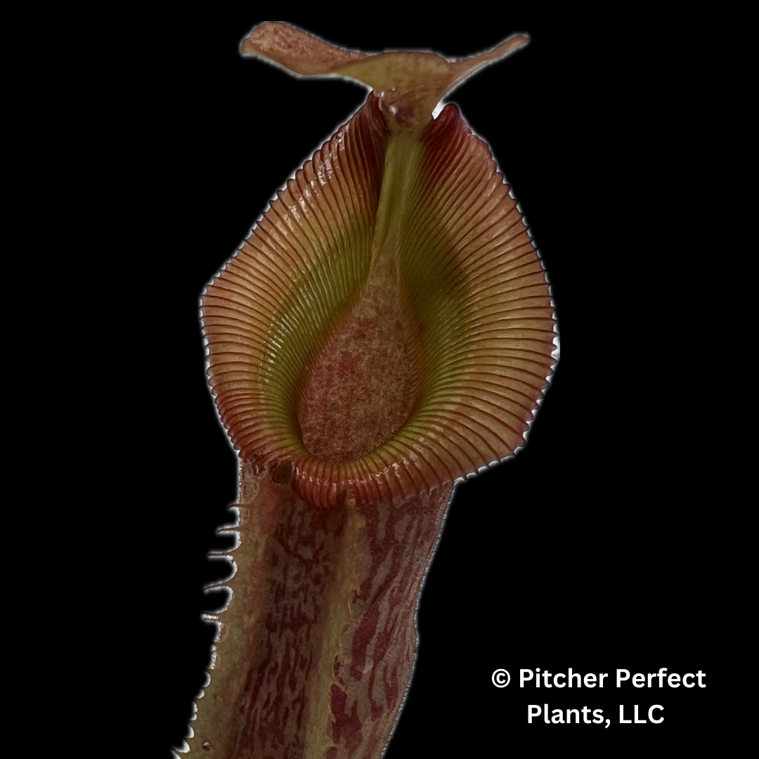 Nepenthes veitchii x (burbidgeae x edwardsiana) BE-4053