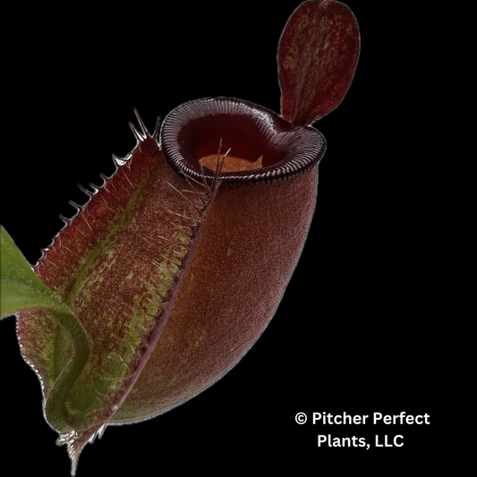 Nepenthes ampullaria ‘Brunei red’ – best selected clone: BE-3681