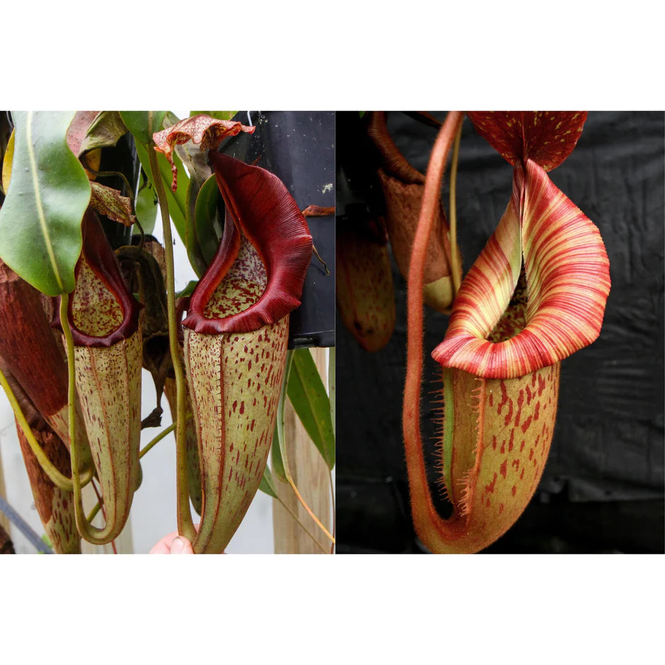 Nepenthes eymae x [(Rokko x boschiana) × veitchii "Orange Fade"] - Pitcher Perfect Plants