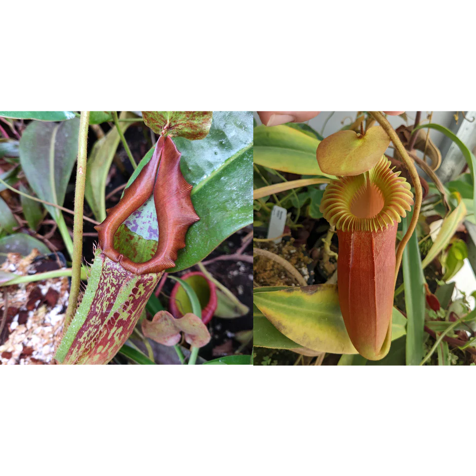 Nepenthes maxima Geoff Wong x Harryana