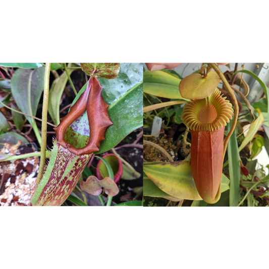 Nepenthes maxima Geoff Wong x Harryana