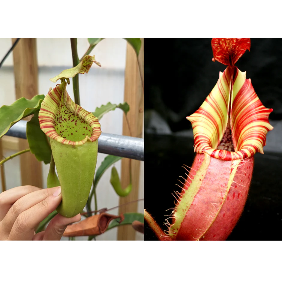 Nepenthes maxima Wavy Leaves Yamada x veitchii 'Candy Dreams'